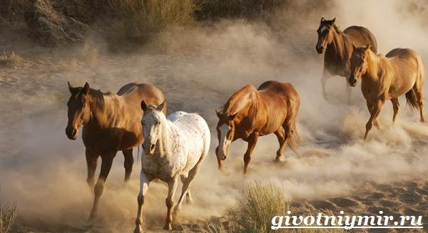 Лошадь-мустанг-Образ-жизни-и-среда-обитания-мустангов-4