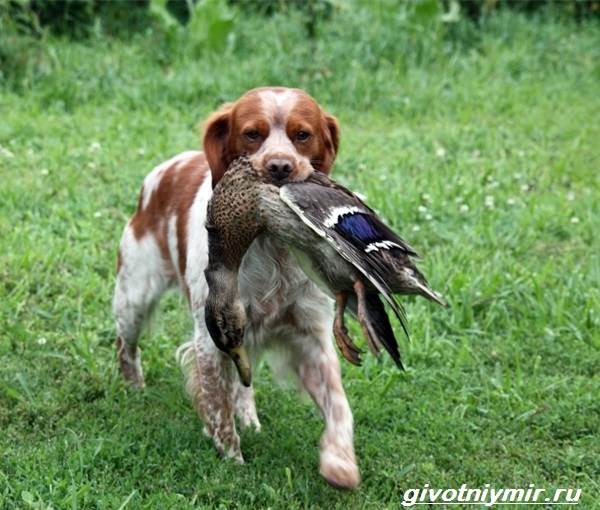 Бретонский эпаньоль - описание породы, щенки