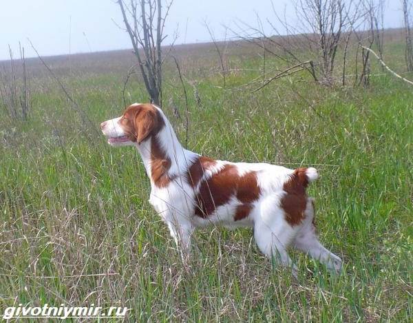Бретонский эпаньоль - описание породы, щенки