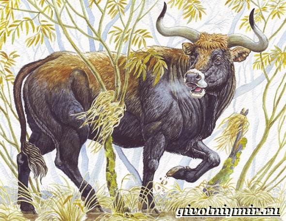 тур-бык-животное-описание-особенности-и-причины-вымирания-тура-6.jpg