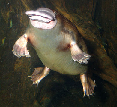 Функции метаболизма