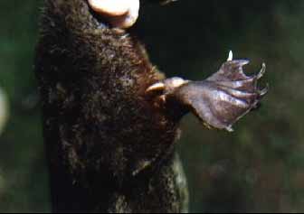 Перепончатый, как выдра