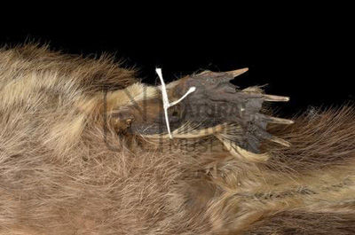 Мешок из меха утконоса