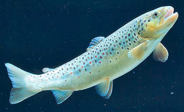 форель рыба