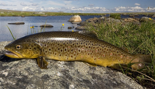 форель выглядит