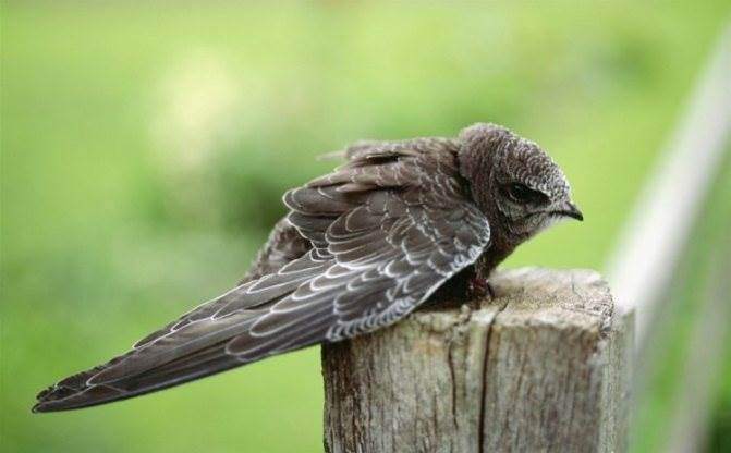 Скорость Полета Стрижа Нифтаться Каким Методом 7 место дрозд-рябинник