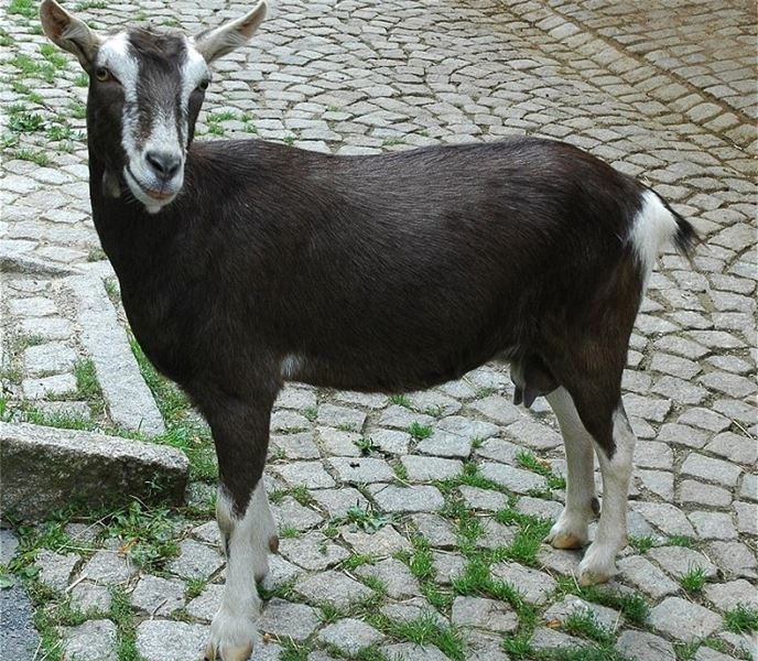 Британская альпийская коза: информация, особенности, поведение и уход (с изображениями) Британская альпийская коза: информация, особенности, поведение и уход (с изображениями)