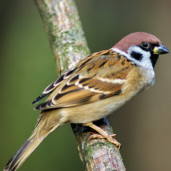 Птицы, полезные для сада: как привлечь птиц на садовый участок и каких насекомых едят птицы