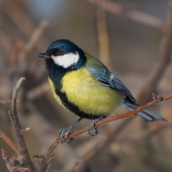 Птицы, полезные для сада: как привлечь птиц на садовый участок и каких насекомых едят птицы