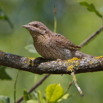 Птицы, полезные для сада: как привлечь птиц на садовый участок и каких насекомых едят птицы