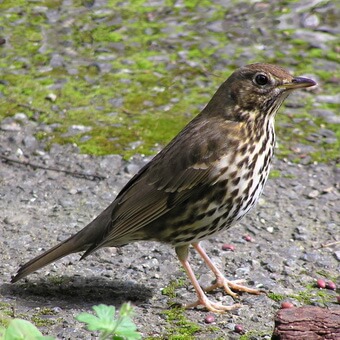 Птицы, полезные для сада: как привлечь птиц на садовый участок и каких насекомых едят птицы