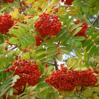 Птицы, полезные для сада: как привлечь птиц на садовый участок и каких насекомых едят птицы