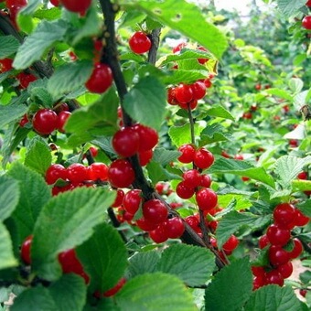 Птицы, полезные для сада: как привлечь птиц на садовый участок и каких насекомых едят птицы