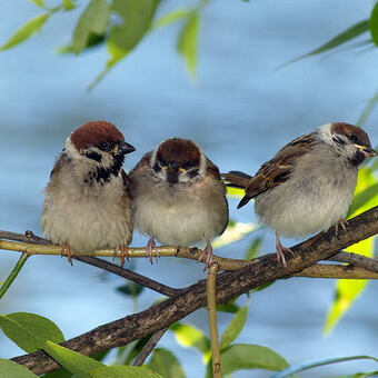 Птицы, полезные для сада: как привлечь птиц на садовый участок и каких насекомых едят птицы