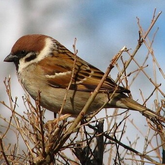 Птицы, полезные для сада: как привлечь птиц на садовый участок и каких насекомых едят птицы