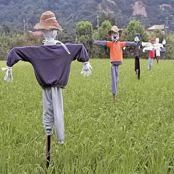 Птицы, полезные для сада: как привлечь птиц на садовый участок и каких насекомых едят птицы