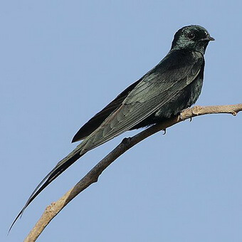 Птицы, полезные для сада: как привлечь птиц на садовый участок и каких насекомых едят птицы