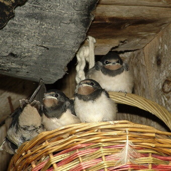 Птицы, полезные для сада: как привлечь птиц на садовый участок и каких насекомых едят птицы