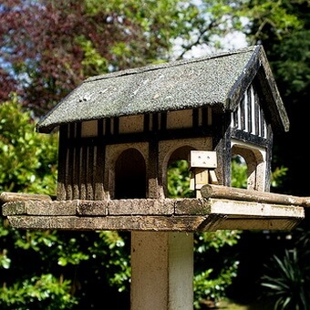 Птицы, полезные для сада: как привлечь птиц на садовый участок и каких насекомых едят птицы