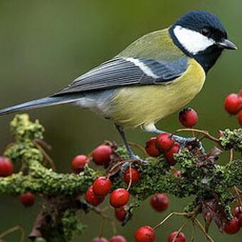 Птицы, полезные для сада: как привлечь птиц на садовый участок и каких насекомых едят птицы