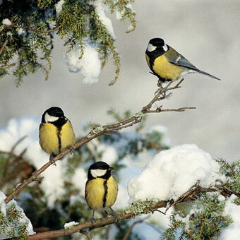 Птицы, полезные для сада: как привлечь птиц на садовый участок и каких насекомых едят птицы