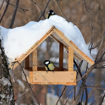 Птицы, полезные для сада: как привлечь птиц на садовый участок и каких насекомых едят птицы