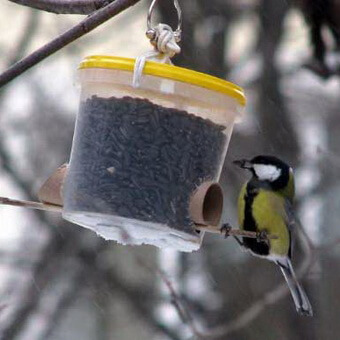 Птицы, полезные для сада: как привлечь птиц на садовый участок и каких насекомых едят птицы