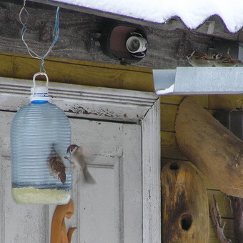 Птицы, полезные для сада: как привлечь птиц на садовый участок и каких насекомых едят птицы
