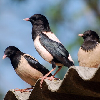 Птицы, полезные для сада: как привлечь птиц на садовый участок и каких насекомых едят птицы