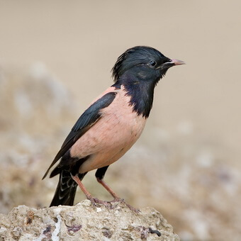Птицы, полезные для сада: как привлечь птиц на садовый участок и каких насекомых едят птицы