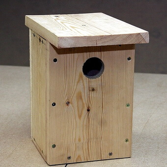 Птицы, полезные для сада: как привлечь птиц на садовый участок и каких насекомых едят птицы