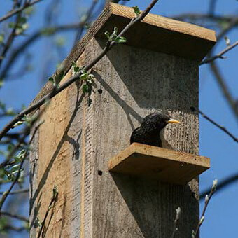 Птицы, полезные для сада: как привлечь птиц на садовый участок и каких насекомых едят птицы