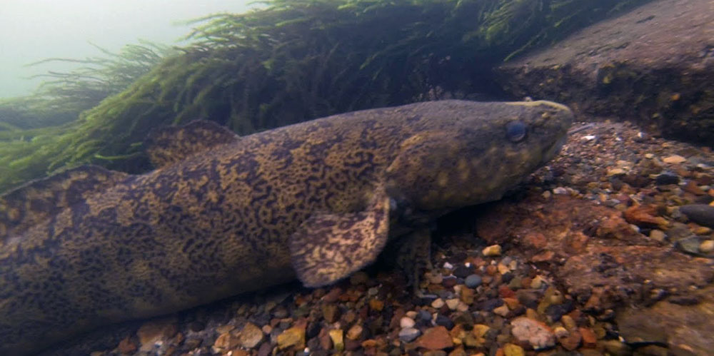Налим под водой в корягах 67676