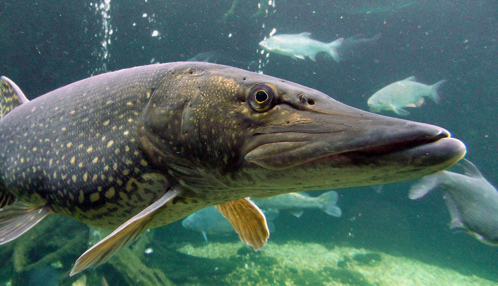 Большая щука под водой 57980