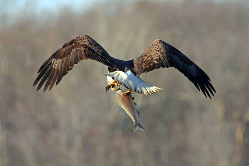 орел на охоте