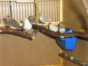 Как правильно ухаживать за зябликами Правила ухода за зябликами в домашних условиях