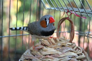 Какие условия необходимы для содержания зябликов Описание необходимых условий содержания зябликов в домашних условиях