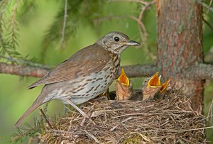 Среда обитания черного дрозда