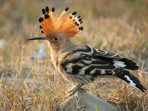 Виды хохлатых птиц Виды хохлатых птиц