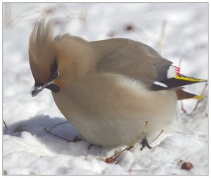 Названия птиц с хохолками Птица с эмблемой