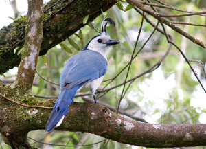 Голубая сойка Тафтинговая голубая сойка