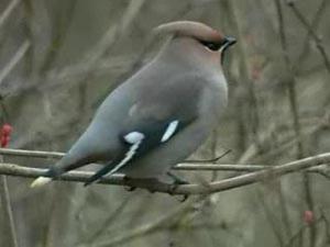 Среда обитания свиристеля Пушистое восковое крыло