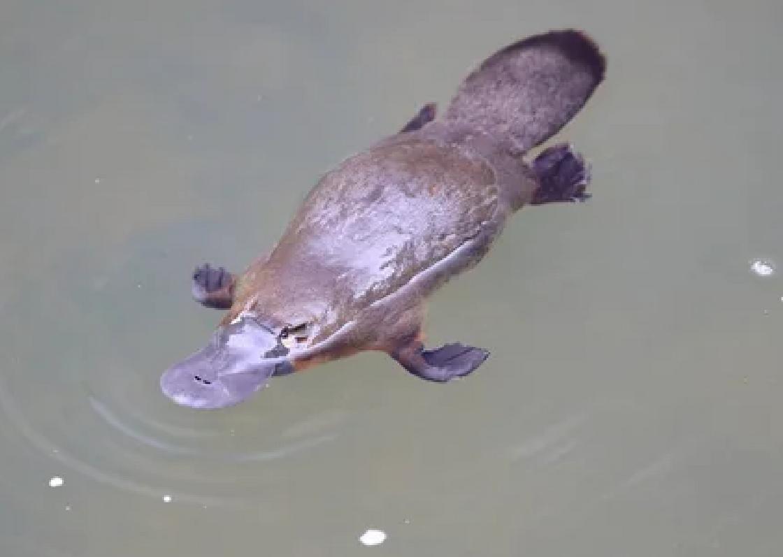 Животные с утконосами