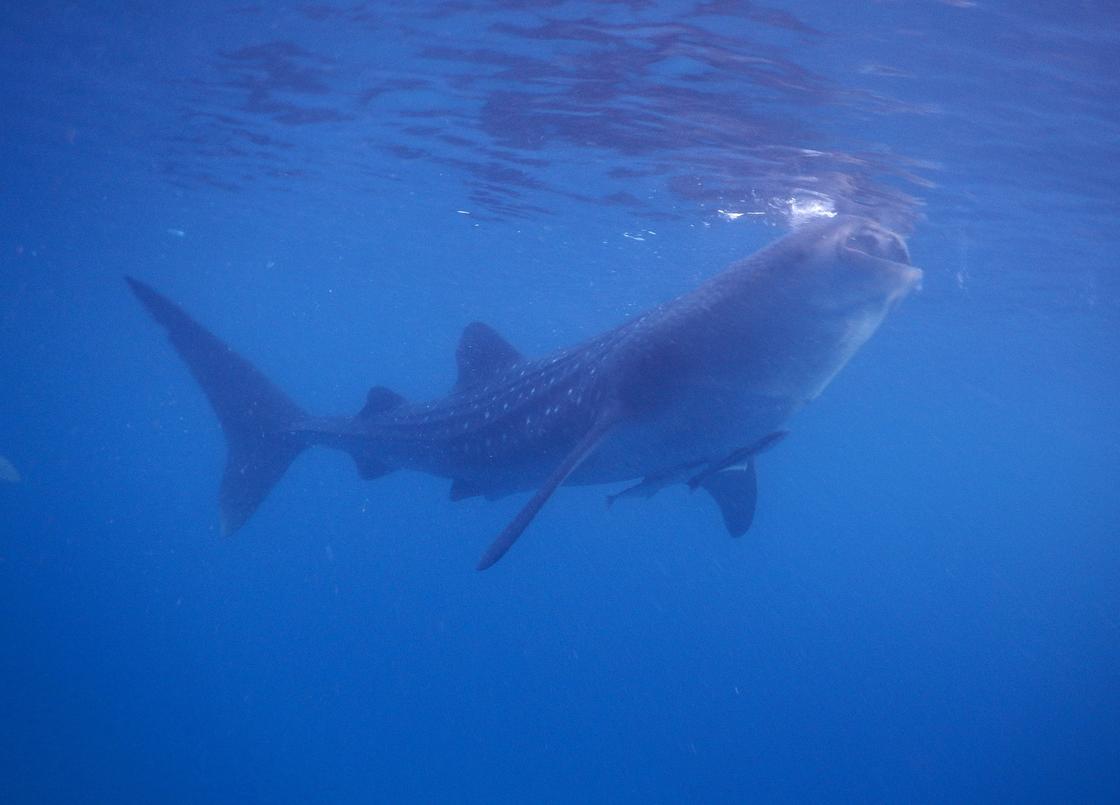 Китовая акула на поверхности воды