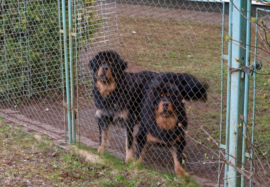 Собаки в вольере Собаки в вольере