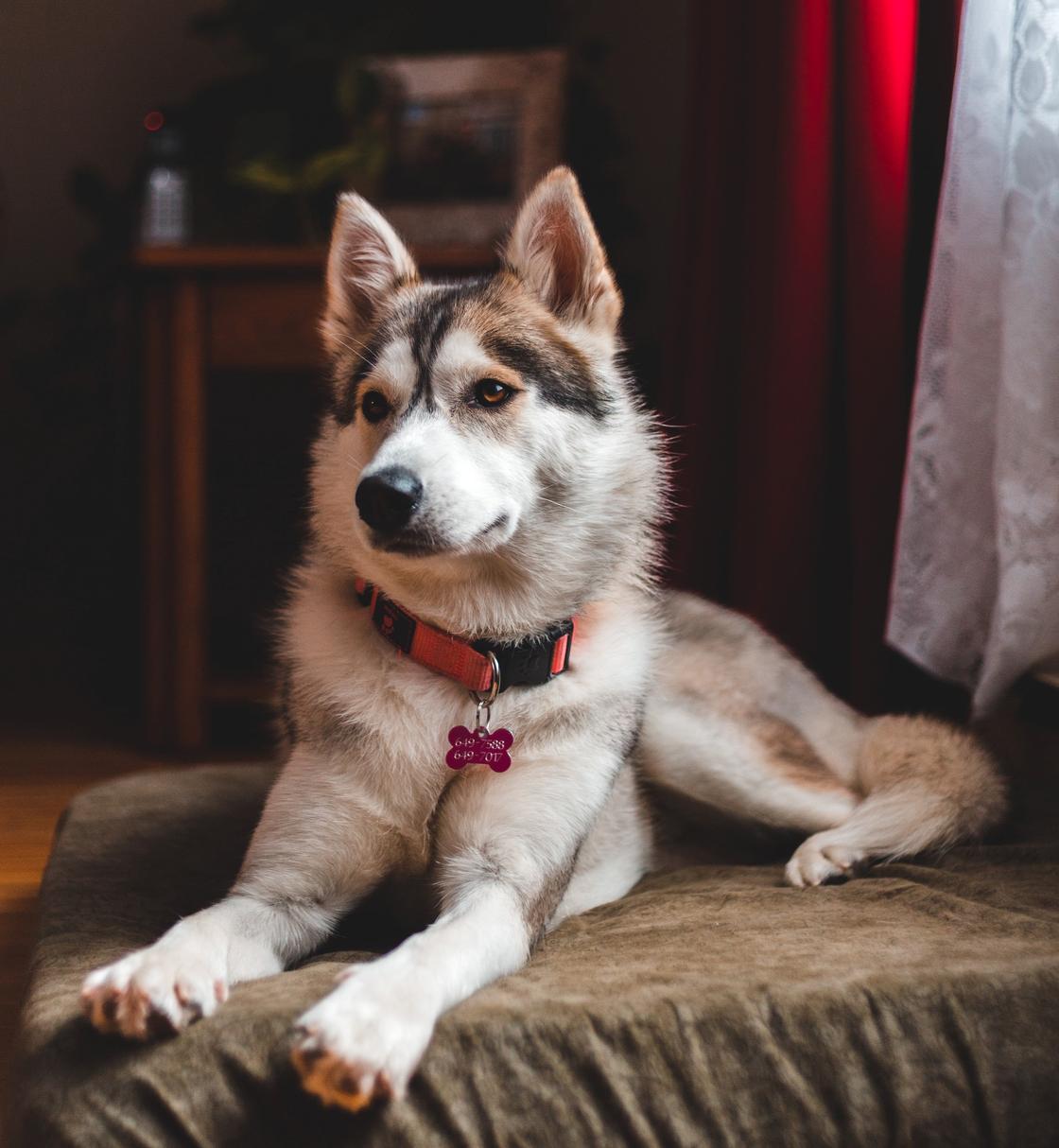 Хаски на кровати Хаски на кровати