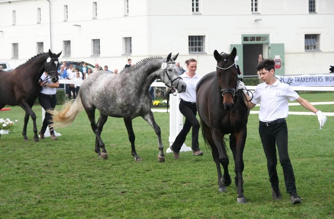 Лошади Лошади