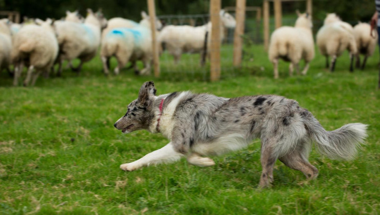 Бордер-колли на пастбище