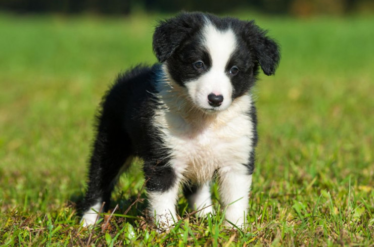 Щенок бордер-колли