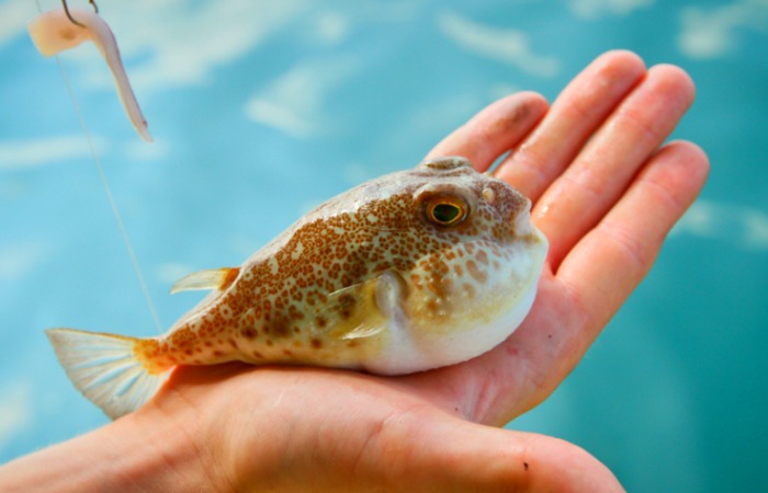 Рыба фугу. Почему японцы так его любят?! Как его правильно приготовить?